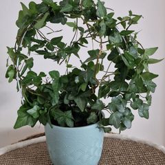 home plant