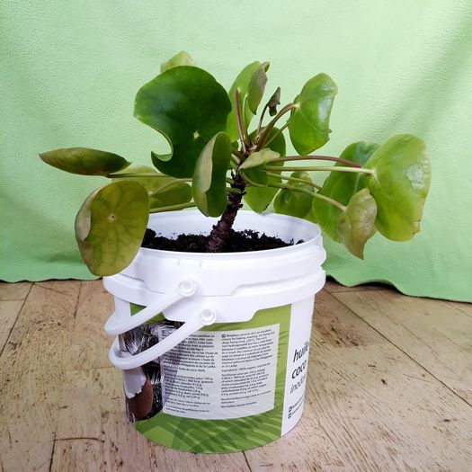 Chinese Money Plant - Pilea peperomioides