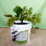 Chinese Money Plant - Pilea peperomioides Image 4
