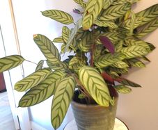 Calathea plants in big ceramic pot