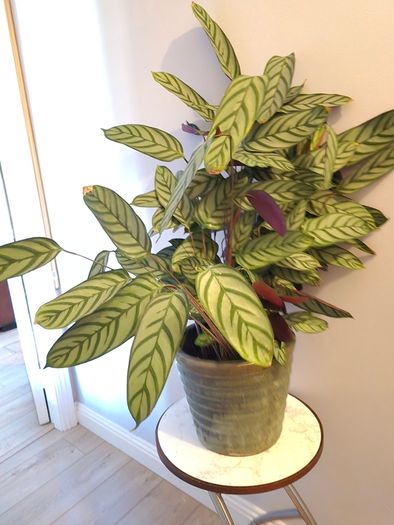 Calathea plants in big ceramic pot