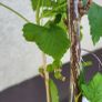 Blackcurrant cuttings Image 2