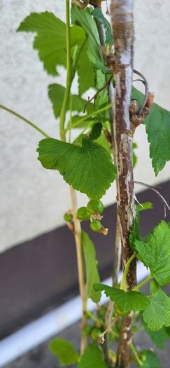 Blackcurrant cuttings