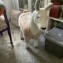 llama, Melissa and Doug as new. Image 3
