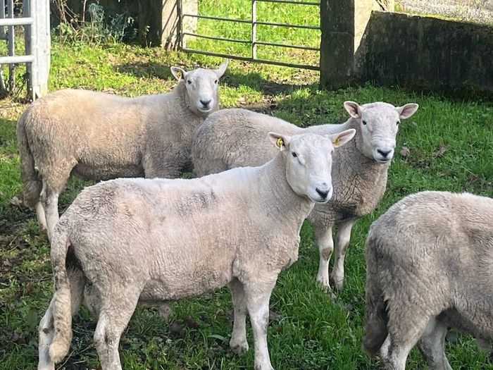 SIS Pedigree Cheviot and Charollais