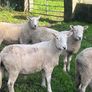 SIS Pedigree Cheviot and Charollais Image 3