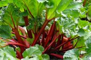 (R) Rhubarb Victoria seeds 0.5g (220236)