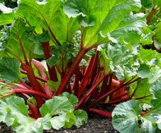 (R) Rhubarb Victoria seeds 0.5g (220236)