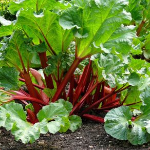 (R) Rhubarb Victoria seeds 0.5g (220236)