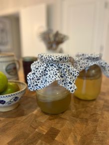 Organic kombucha scoby