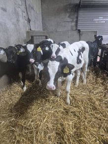 Five Calves