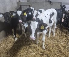 Five Calves