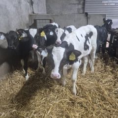 Five Calves