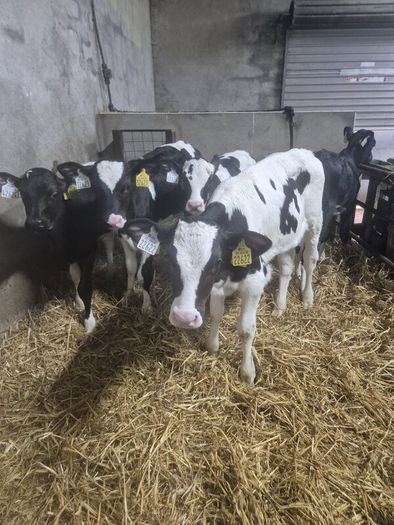 Five Calves
