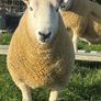 NCC Shearling Rams Image 8