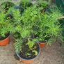 plants Image 10