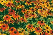 (R) Rudbeckia Rustic Dwarfs seeds 0.3g (415151)