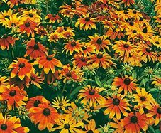 (R) Rudbeckia Rustic Dwarfs seeds 0.3g (415151)