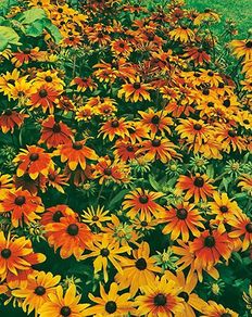 (R) Rudbeckia Rustic Dwarfs seeds 0.3g (415151)