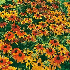 (R) Rudbeckia Rustic Dwarfs seeds 0.3g (415151)