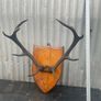 Antique Mounted  nine point Antlers on a shield plaque c1890 Image 5