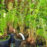 Ferns, 2 litre plants Image 2