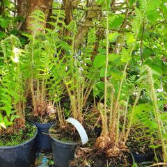 Ferns, 2 litre plants