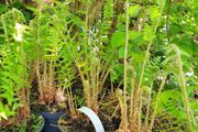 Ferns, Suitable for Shade