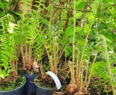 Ferns, Suitable for Shade