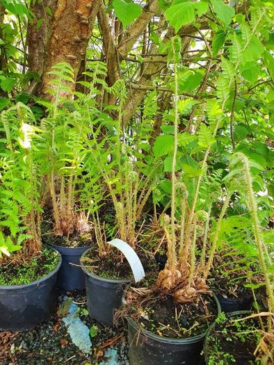 Ferns, Suitable for Shade