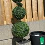 Pair of artificial boxwood trees Image 4
