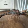 Schleich dinosaur large collection Image 5