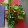 Fish tank plants anubias Image 5