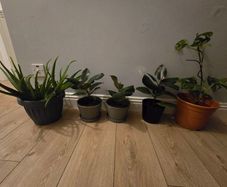 Indoor plants