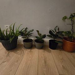 Indoor plants