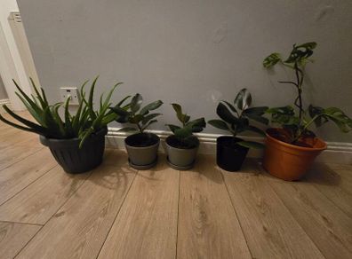 Indoor plants