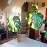 70cm monstera in wicker pot Image 3