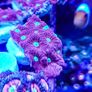 War Coral Favites Pentagone Image 7