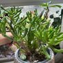 plant Image 3