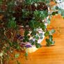 plant Image 2