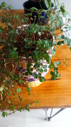 plant