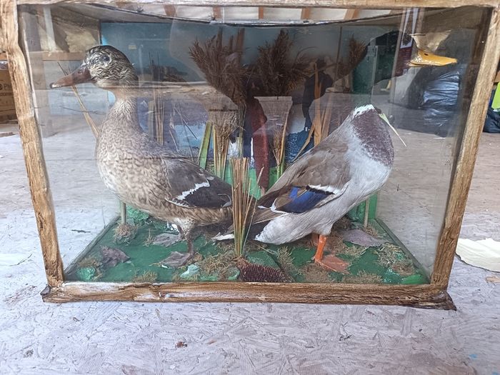 Vintage Taxidermy Mallard Display