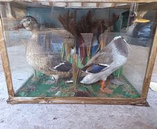 Vintage Taxidermy Mallard Display