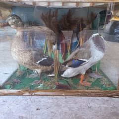 Vintage Taxidermy Mallard Display