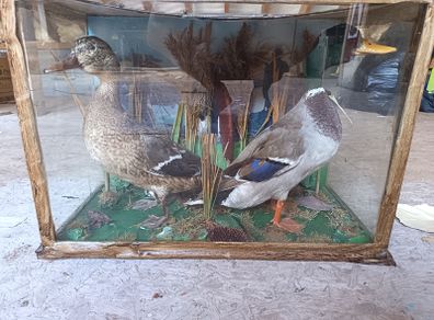 Vintage Taxidermy Mallard Display