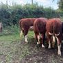 Purebred heifers Image 10