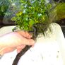 plants Image 2