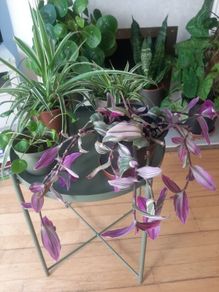 Indoor plants