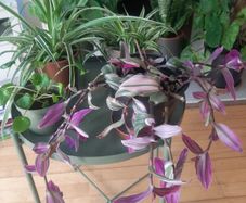 Indoor plants