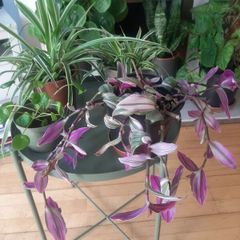 Indoor plants